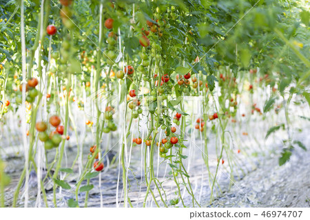 tomato plantation tomato plantation 46974707