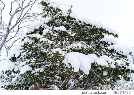 植入雪 植入雪 46974733