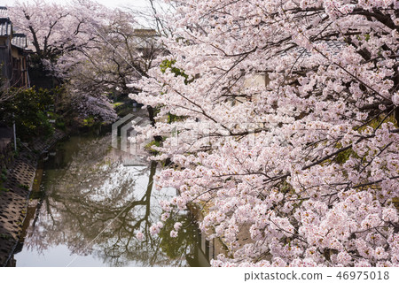 Omi Hachiman Hachimanbori的櫻花 46975018