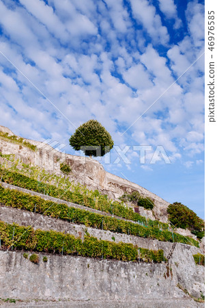 Vineyard plantation terrace in Chexbres, Lavaux 46976585