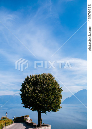 Lake Geneva in Chexbres Lavaux with lone tree Lake Geneva in Chexbres Lavaux with lone tree 46976618