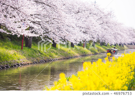 Cherry blossoms of Omi Hachiman Hachimanbori Cherry blossoms of Omi Hachiman Hachimanbori 46976753