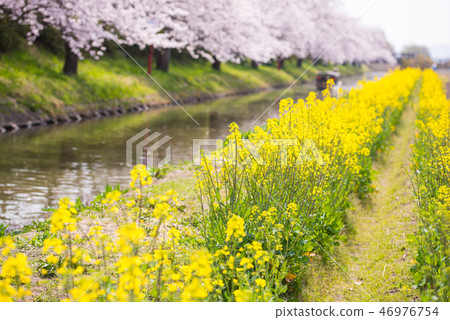 Cherry blossoms of Omi Hachiman Hachimanbori Cherry blossoms of Omi Hachiman Hachimanbori 46976754