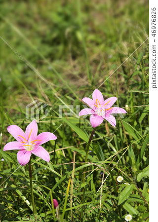 Saffron Moddoki 46976826