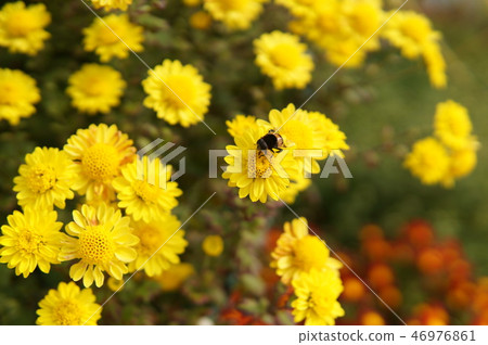 Bee collecting honey Bee collecting honey 46976861