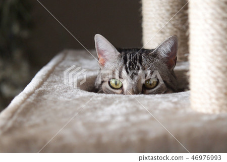 貓塔 46976993