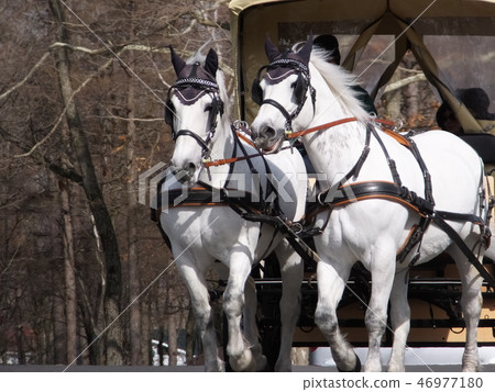 馬車在北馬公園 46977180