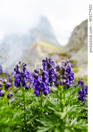 Lavender flowers growing on top of the mountain  46977405