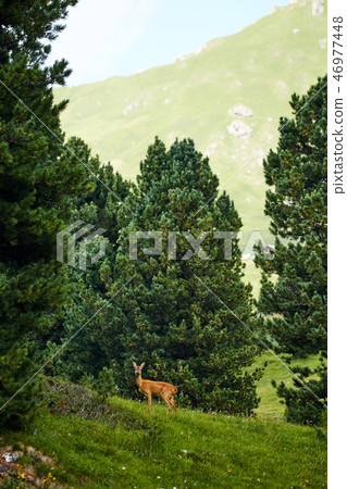 Female deer in Seceda mountain Female deer in Seceda mountain 46977448