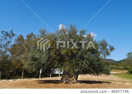 [Shodojima] Thousand-year-old olive large trees (Olive large-year-old olive trees) 46977746