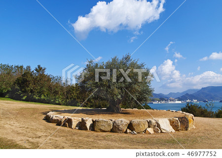 [Shodojima] Thousand-year-old olive large trees (Olive large-year-old trees) copy space 46977752