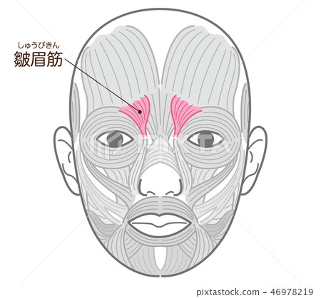 大腿肌肉 大腿肌肉 46978219