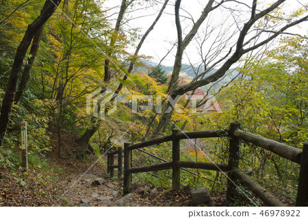 Autumn leaves of cattle Takiyama Autumn leaves of cattle Takiyama 46978922
