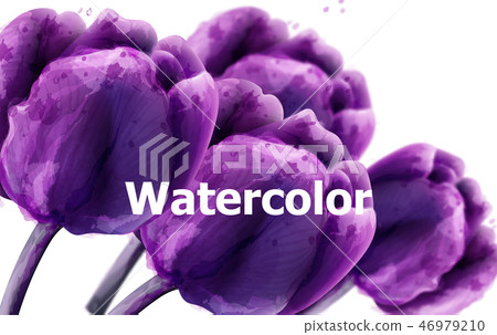 Purple Tulip flowers watercolor bakground 46979210