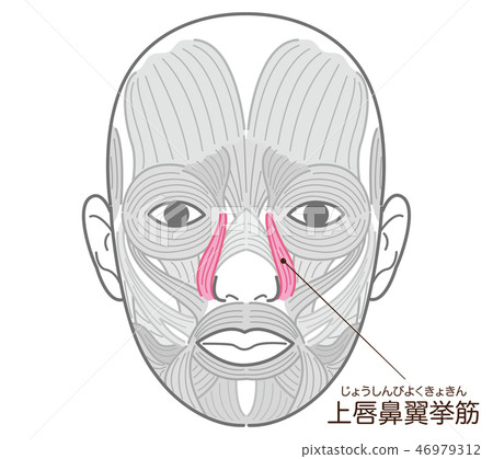 Upper lip nose levitation muscle Upper lip nose levitation muscle 46979312