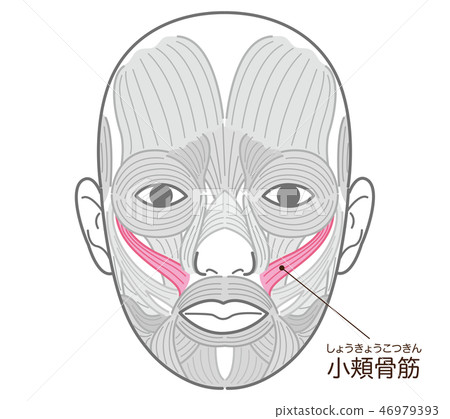 小頰骨肌肉 46979393