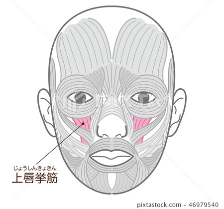 上唇懸浮肌肉 46979540