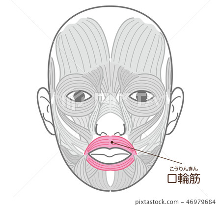 Orchial muscle (korinkin) 46979684