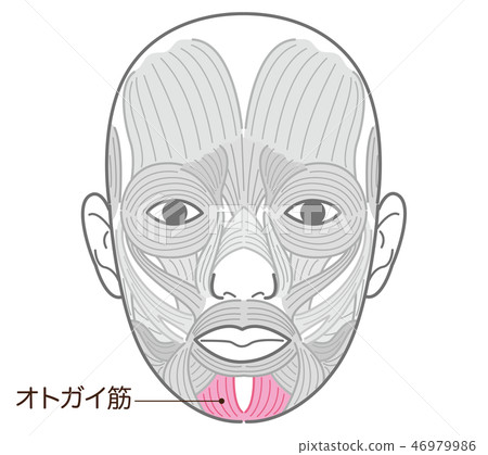 傢伙的肌肉 46979986