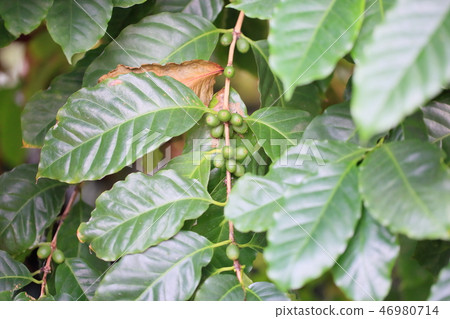 咖啡生豆 46980714