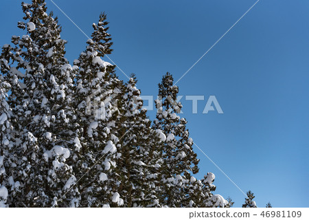 Snow on a tree Snow on a tree 46981109