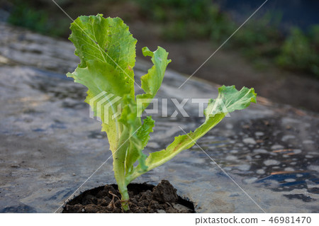 種植萵苣苗 46981470