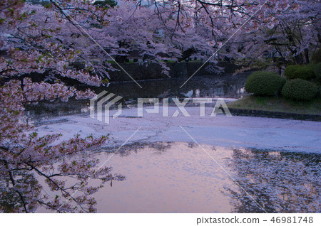山形縣米澤市米澤城的櫻花 46981748