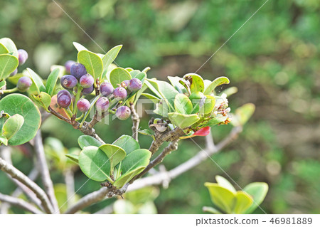 Colored Sharimbai fruit 46981889