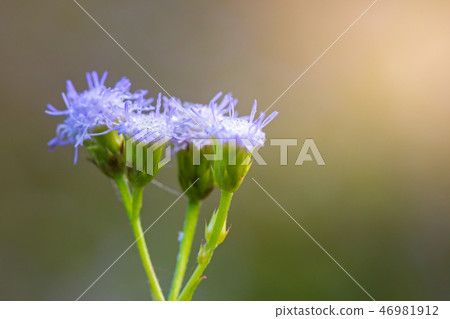 Little Ironweed flower with morning sunlight. 46981912