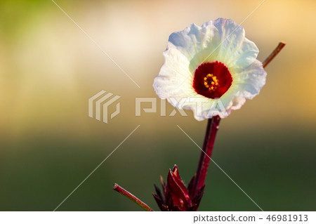 Okra flowers and yellow pollen. 46981913