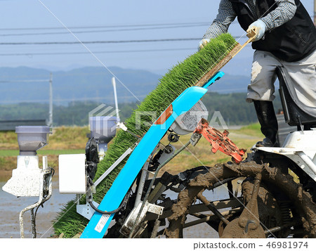 Male image rice planting with rice transplanter Male image rice planting with rice transplanter 46981974