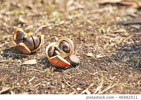 Broken camellia fruit Broken camellia fruit 46982011