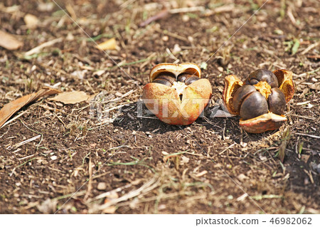 Broken camellia fruit 46982062