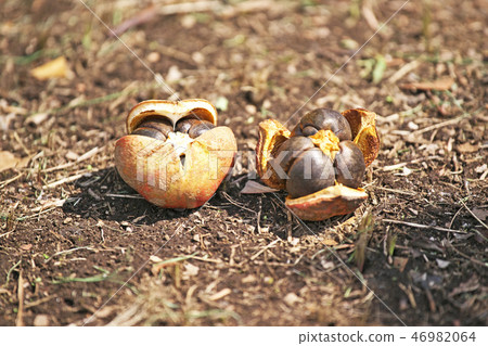 Broken camellia fruit Broken camellia fruit 46982064