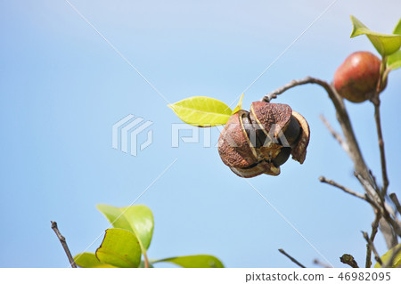 Broken camellia fruit 46982095