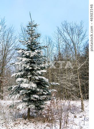 Winter forest in the Swabian Alps, Germany Winter forest in the Swabian Alps, Germany 46983546