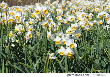 Narcissus Narcissus 46983626