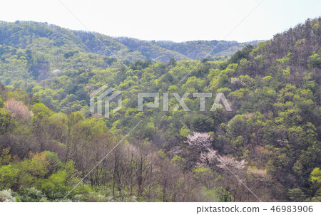 Mountain scenery where spring came Mountain scenery where spring came 46983906