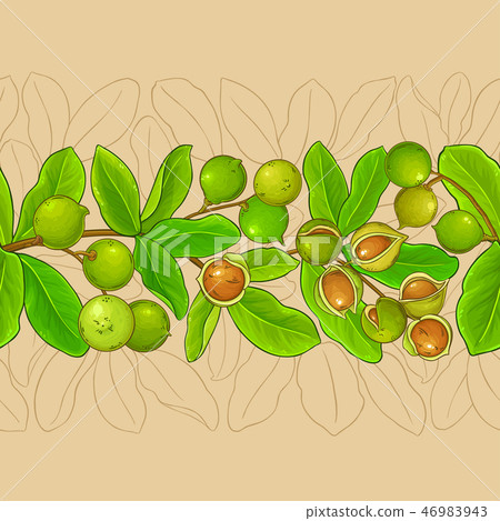 macadamia vector pattern 46983943
