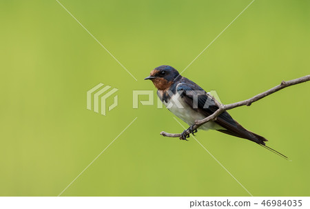 Hirundo rustica on branch tree. 46984035