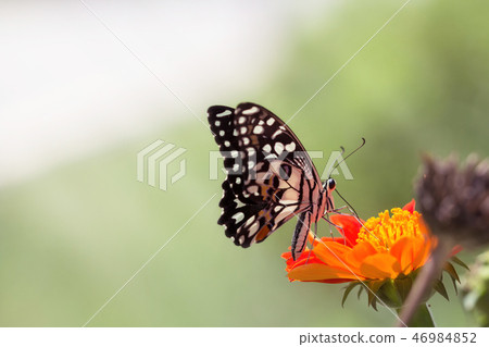 Beautiful butterfly 46984852