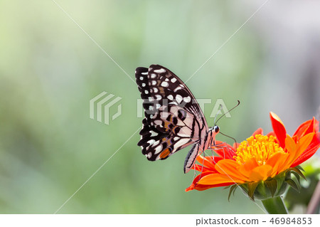 Beautiful butterfly 46984853