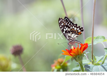 Beautiful butterfly 46984854