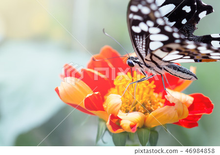 Beautiful butterfly 46984858