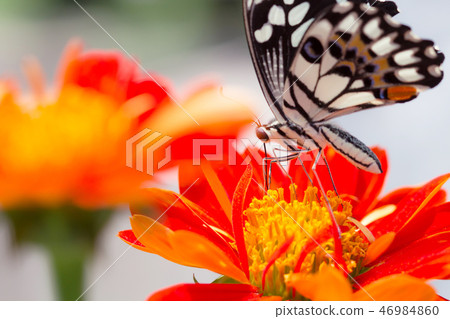 Beautiful butterfly 46984860
