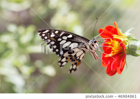 Beautiful butterfly 46984861