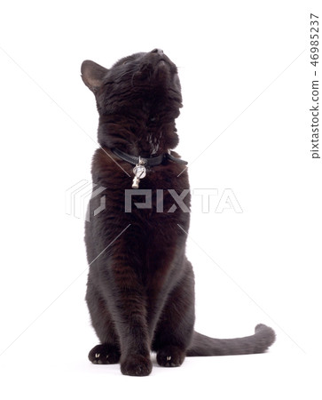 Black cat isolated, looking up Black cat isolated, looking up 46985237