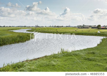 Historic Windmills, farms and cows in Holland 46985353