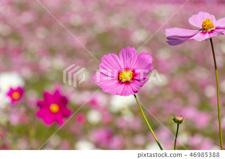 Cosmos of the state-owned Hitachi beach park Ibaraki prefecture Hitachinaka city 46985388