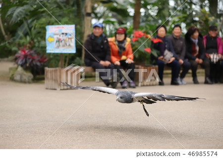 Bird show's wasabi (3 including ferris) 46985574
